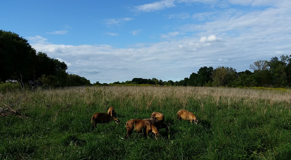 Sheep on Pasture