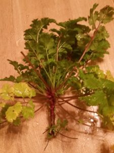 Feverfew Plant