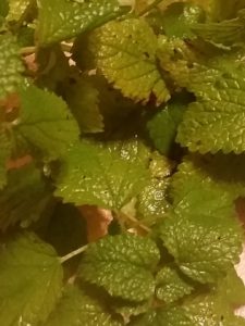 Lemon Balm Plant