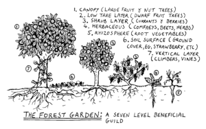 foodforest